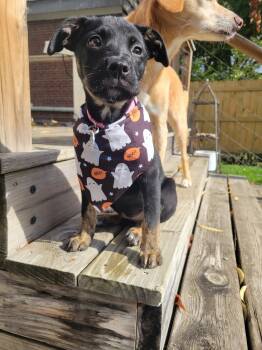 Rescue Mixed Breed Dogs for Adoption in Pataskala, Ohio - Bella | PetCurious