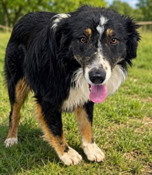 Scout -  Australian Shepherd Dog for Adoption in Millcreek, Utah - Scout | PetCurious