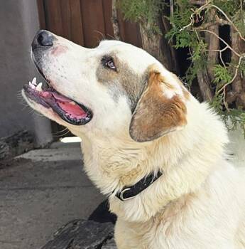 Great Pyrenees and Saint Bernard Dogs Available for Adoption - Glorious Mr Gnocchi ~ Saint Pyr Pup ! | PetCurious
