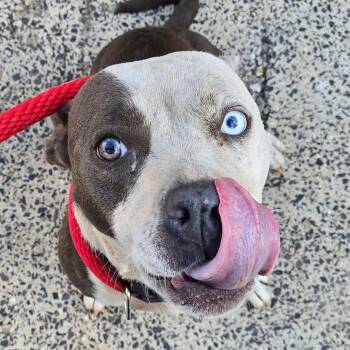 Cherri Berri -  Pit Bull Terrier Dog for Adoption in Philadelphia, Pennsylvania - Cherri Berri | PetCurious