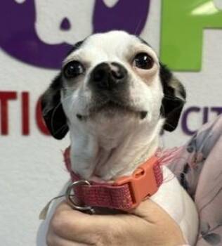 Ruby -  Chihuahua Dog for Adoption in Pasco, Washington - Ruby | PetCurious