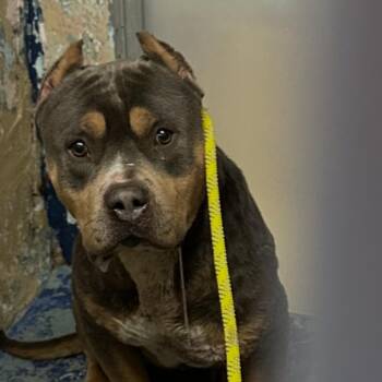 Mixed Breed Dogs Available for Adoption - Arceus | PetCurious