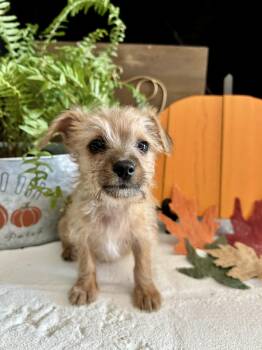 Rescue Terrier and Dachshund Dogs for Adoption in Huntington Beach, California - Wilson | PetCurious