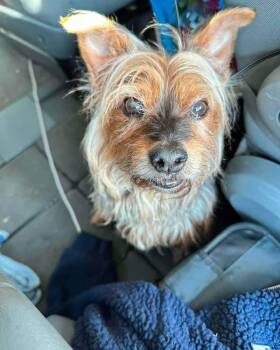 Chewy -  Yorkshire Terrier Dog Available for Adoption in Youngstown, Ohio - Chewy | PetCurious