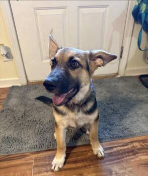 Sophie -  German Shepherd Dog Dog for Adoption in Owensboro, Kentucky - Sophie | PetCurious