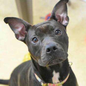 LAVERNE -  Pit Bull Terrier Dog for Adoption in Bowling Green, Ohio - LAVERNE | PetCurious