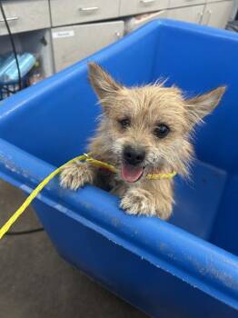 Rescue Mixed Breed Dogs for Adoption in Dallas, Texas - COOKIES | PetCurious