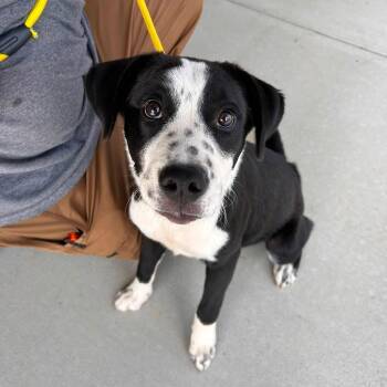 Arlo -  Border Collie Dog for Adoption in Manchester, Tennessee - Arlo | PetCurious