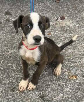 River Boy -  Boxer and Shepherd Dog for Adoption in Aurora, Indiana - River Boy | PetCurious