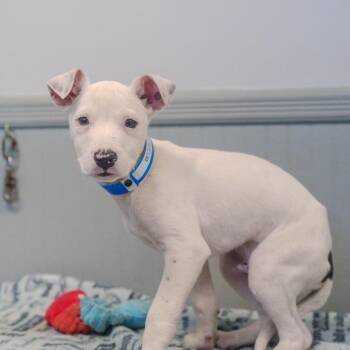 Terrier Dogs Available for Adoption - McQuade | PetCurious