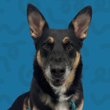 Layla -  German Shepherd Dog Dog for Adoption in Reno, Nevada - Layla | PetCurious
