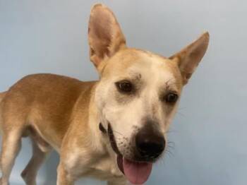 Simba -  Carolina Dog and Mixed Breed Dog for Adoption in Minneapolis, Minnesota - Simba | PetCurious