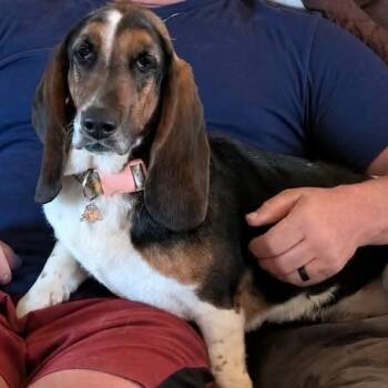 Basset Hound Dogs Available for Adoption in Farragut, Tennessee - Talulah | PetCurious