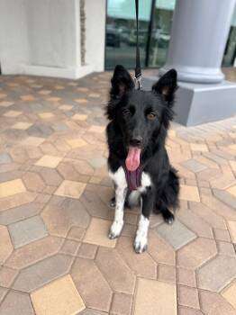 Chocoltae -  Border Collie Dog for Adoption in Las Vegas, Nevada - Chocoltae | PetCurious