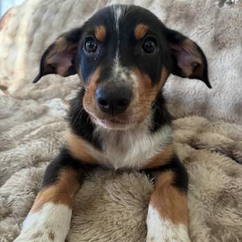 Leo -  Hound and Australian Cattle Dog Blue Heeler Dog for Adoption in New Orleans, Louisiana - Leo | PetCurious