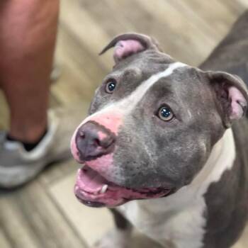 Pit Bull Terrier Dogs Available for Adoption - Milkshake | PetCurious