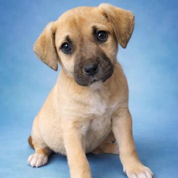 Labrador Retriever and Black Mouth Cur Dogs Available for Adoption - Sprocket | PetCurious