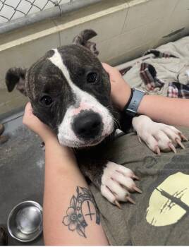 Vivian -  Pit Bull Terrier and Mixed Breed Dog for Adoption in Heathsville, Virginia - Vivian | PetCurious