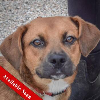 Stitch -  Beagle and Labrador Retriever Dog for Adoption in Huntley, Illinois - Stitch | PetCurious