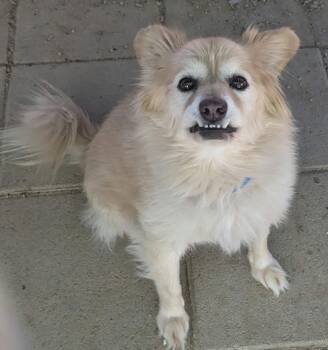 Roonie -  Pomeranian Dog for Adoption in Las Vegas, Nevada - Roonie | PetCurious
