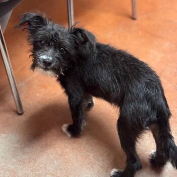 Mixed Breed Dogs Available for Adoption in Goleta, California - Frizzabella | PetCurious