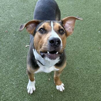 Jake -  Hound Dog for Adoption in New Bedford, Massachusetts - Jake | PetCurious
