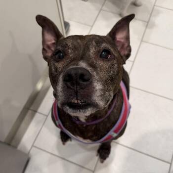 Roxy -  Pit Bull Terrier and Mixed Breed Dog for Adoption in Pelham, New Hampshire - Roxy | PetCurious