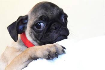 Pug Dogs Available for Adoption in Fort Lauderdale, Florida - JACKIE BRIGGS | PetCurious