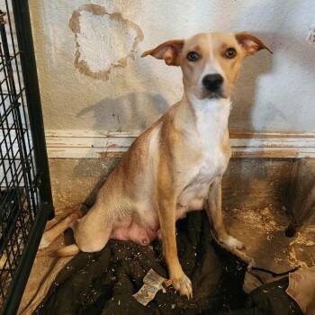 Rescue Hound and Mixed Breed Dogs for Adoption in Hackett, Arkansas - Sara | PetCurious