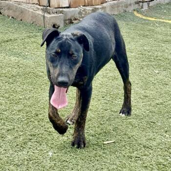 Rescue Bull Terrier Dogs for Adoption in Longview, Texas - Harvey | PetCurious