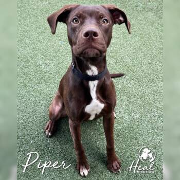 Piper -  Chocolate Labrador Retriever and Mixed Breed Dog for Adoption in Youngwood, Pennsylvania - Piper | PetCurious