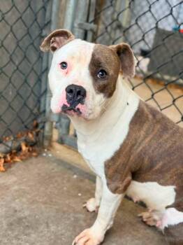 Melina -  Pit Bull Terrier Dog for Adoption in Chicago, Illinois - Melina | PetCurious