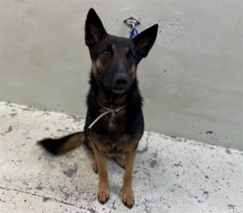 German Shepherd Dog and Mixed Breed Dogs Available for Adoption in Houston, Texas - FINNEGAN | PetCurious