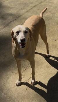 Caroll -  Mixed Breed Dog for Adoption in Ruston, Louisiana - Caroll | PetCurious