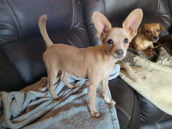 Dewey -  Italian Greyhound and Chihuahua Dog for Adoption in New River, Arizona - Dewey | PetCurious