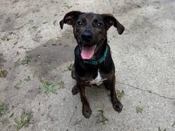 Henry -  Plott Hound and Mountain Cur Dog for Adoption in Manhasset, New York - Henry | PetCurious