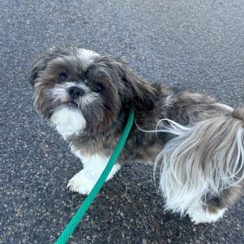 Shih Tzu Dogs Available for Adoption - Scooter Ky | PetCurious