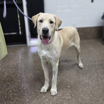 Sprocket -  Yellow Labrador Retriever and Great Dane Dog for Adoption in Incline Village, Nevada - Sprocket | PetCurious