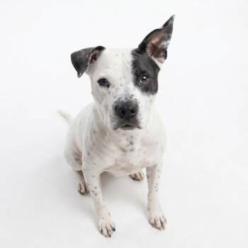 Petey -  Pit Bull Terrier Dog for Adoption in Seguin, Texas - Petey | PetCurious