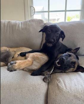 Belgian Shepherd Malinois Dogs Available for Adoption in Imlay City, Michigan - Lila Justice (mom Of Volume 2 Litter) - Located In CA | PetCurious