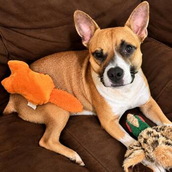 George -  Chihuahua Dog for Adoption in Denver, North Carolina - George | PetCurious