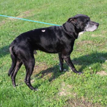 Rescue Labrador Retriever Dogs for Adoption in Heath, Ohio - Eddy (9205) | PetCurious