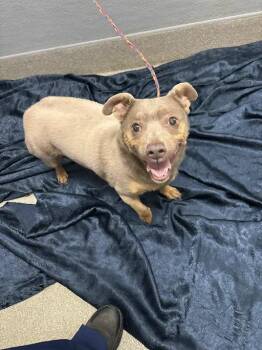 LEVI -  Chihuahua and Mixed Breed Dog for Adoption in Las Vegas, Nevada - LEVI | PetCurious