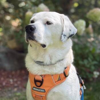 Buko -  Labrador Retriever and Great Pyrenees Dog for Adoption in Bedford, New Hampshire - Buko | PetCurious