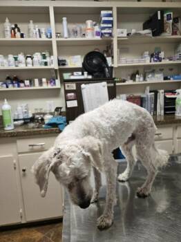 Poodle Dogs Available for Adoption - Benjamin Button | PetCurious