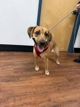 Mixed Breed Dogs Available for Adoption in Savannah, Georgia - Blair | PetCurious