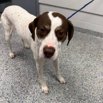 Buddy -  Mixed Breed Dog for Adoption in Greenville, South Carolina - Buddy | PetCurious