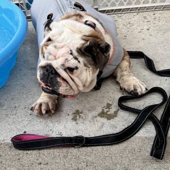 Cammy -  English Bulldog Dog for Adoption in Huber Heights, Ohio - Cammy | PetCurious