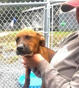 Grumpy (13wo, 20lbs) -  Hound Dog for Adoption in Hinton, West Virginia - Grumpy (13wo, 20lbs) | PetCurious