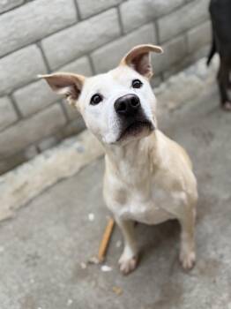 Rescue Pit Bull Terrier Dogs for Adoption in Santa Monica, California - Cooper | PetCurious